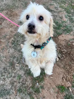 3-6 months Female Purebred Maltese