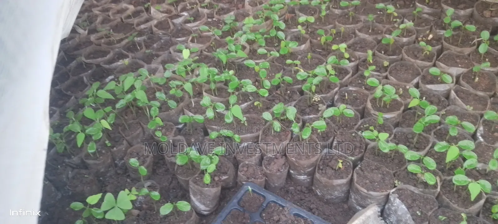 Nursery Bed Fruits, Vegetables and Trees