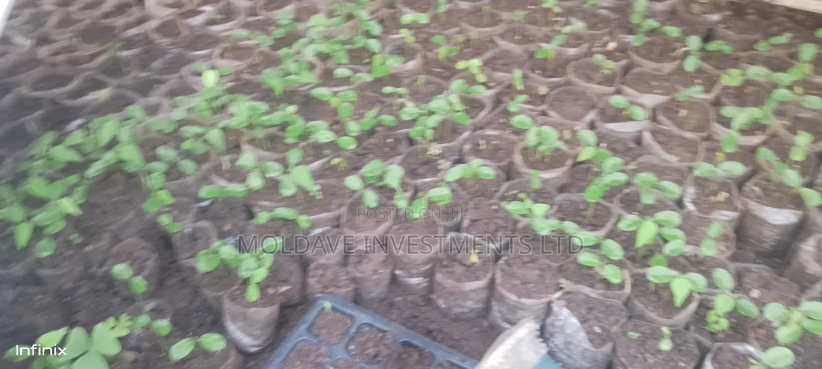 Nursery Bed Fruits, Vegetables and Trees