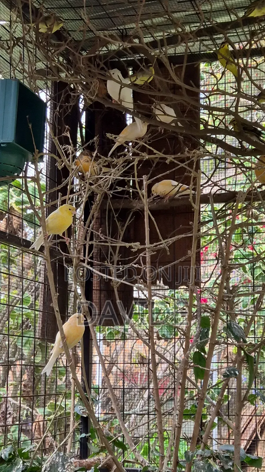 Domestic Canaries