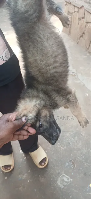 1-3 months Female Purebred German Shepherd