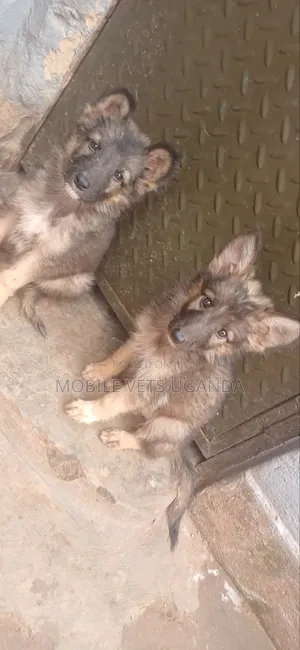 3-6 months Male Purebred German Shepherd