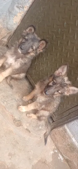 1-3 months Female Purebred German Shepherd