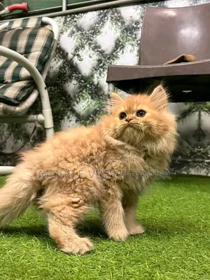 1-3 months Male Purebred Persian