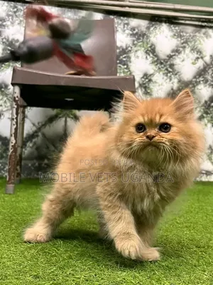 0-1 month Female Purebred Havana Brown