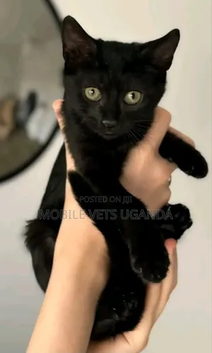 3-6 months Male Purebred Exotic