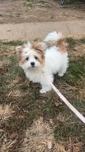 3-6 months Female Purebred Maltese