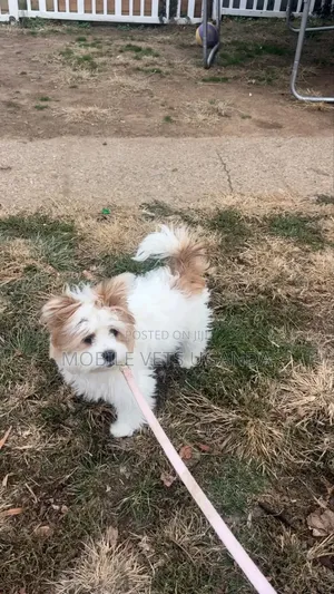 1-3 months Female Purebred Maltese