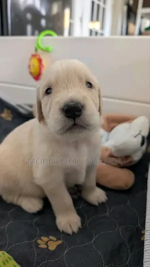 1-3 months Male Purebred Golden Retriever
