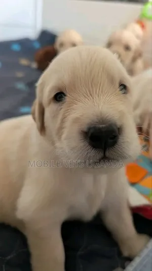 0-1 month Female Purebred Golden Retriever