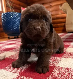 0-1 month Male Purebred Maltese