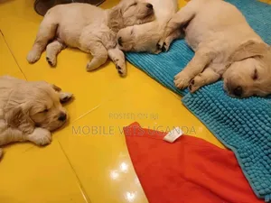 1-3 months Female Purebred Golden Retriever