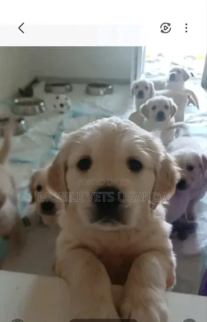 3-6 months Male Purebred Golden Retriever