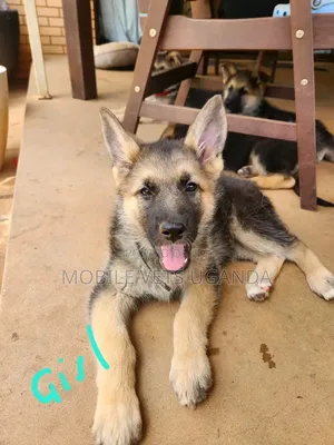 1-3 months Female Purebred German Shepherd