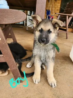 1-3 months Male Purebred German Shepherd