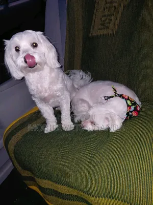 3-6 months Male Purebred Maltese