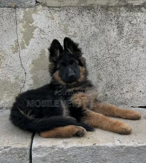 1-3 months Female Purebred German Shepherd