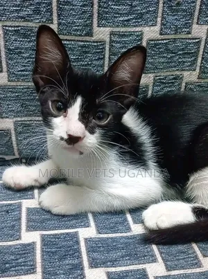0-1 month Female Purebred Bombay
