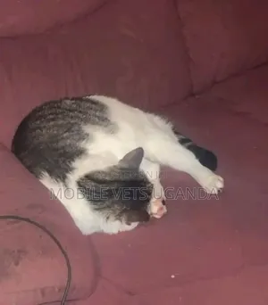 1-3 months Female Purebred Burmese