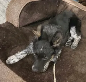 3-6 months Female Purebred Japanese Spitz