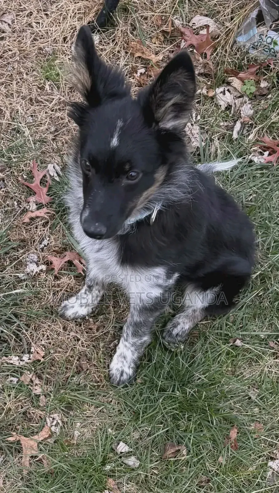 3-6 months Male Purebred Japanese Spitz