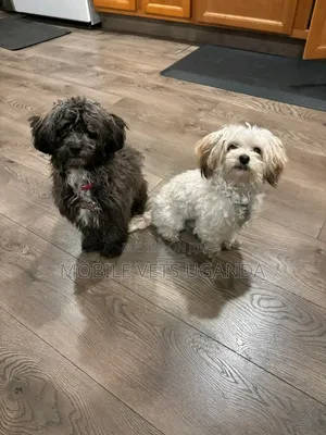1-3 months Male Purebred Maltese
