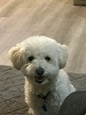 0-1 month Male Purebred Maltese