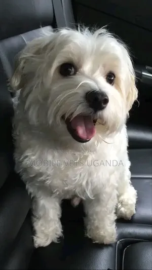 3-6 months Female Purebred Maltese