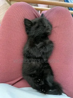0-1 month Male Purebred American Shorthair
