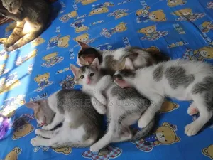1-3 months Male Purebred American Bobtail