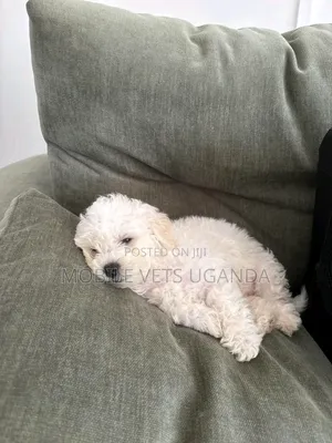 1-3 months Male Purebred Maltese