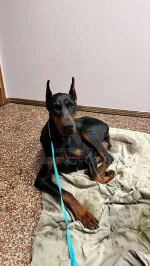 6-12 months Female Purebred Doberman Pinscher
