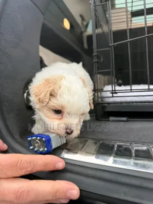 0-1 month Female Purebred Maltese