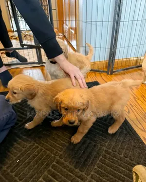 3-6 months Male Purebred Golden Retriever