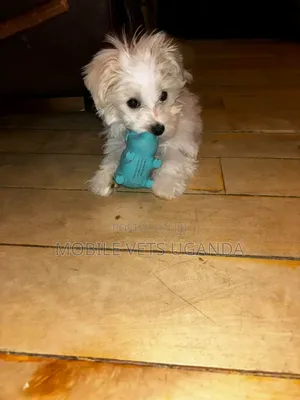 1-3 months Female Purebred Maltese