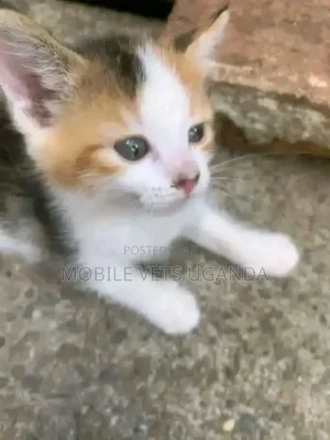 0-1 month Female Purebred Bombay