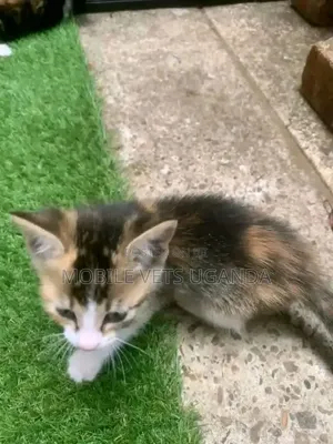 1-3 months Female Purebred Exotic