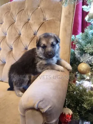 1-3 months Female Purebred German Shepherd