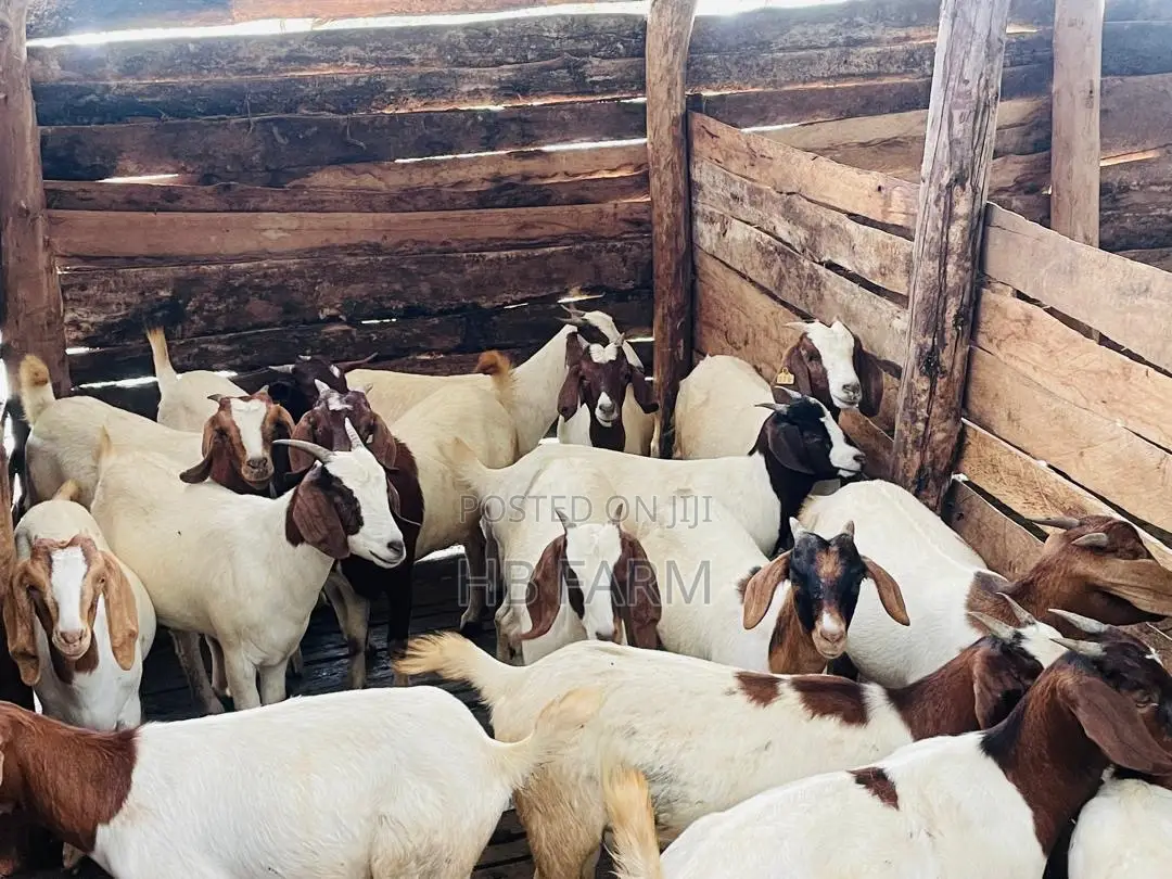 Boer Goats