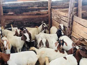 Boer Goats