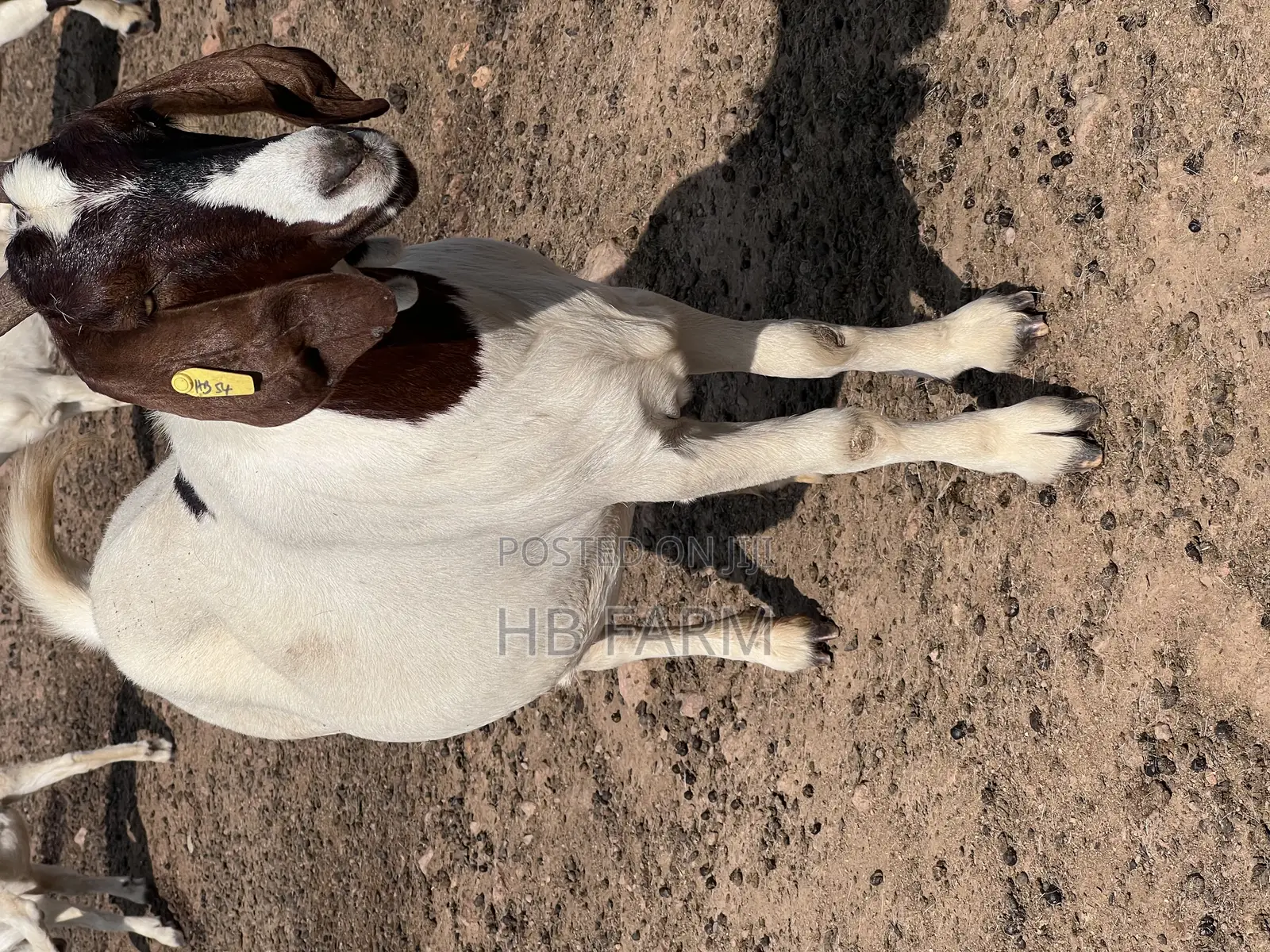 Boer Goats
