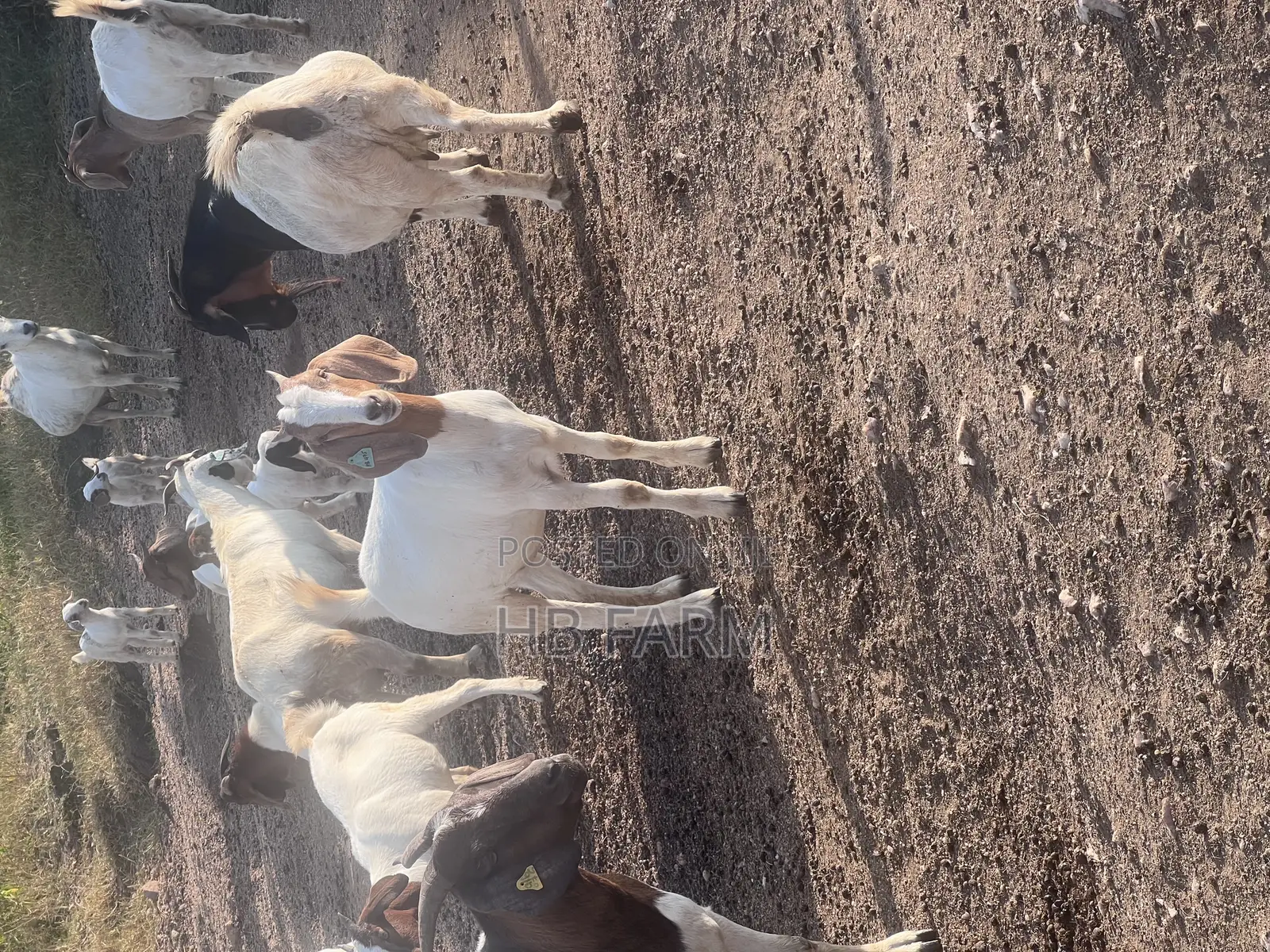 Boer Goats