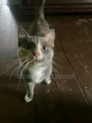 3-6 months Female Purebred American Curl