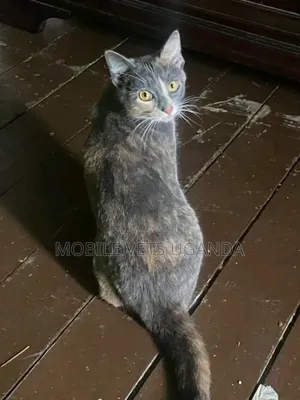 3-6 months Male Purebred Bombay