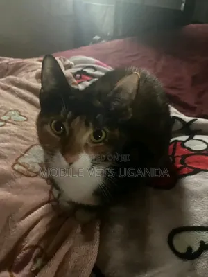 1-3 months Female Purebred Javanese