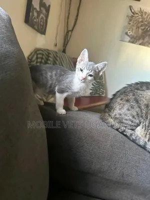 1-3 months Male Purebred Balinese