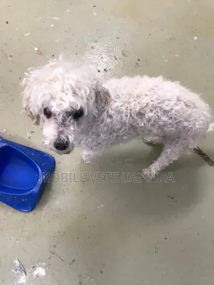 3-6 months Female Purebred Maltese