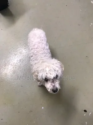 6-12 months Male Purebred Maltese