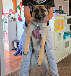 1+ year Male Purebred German Shepherd