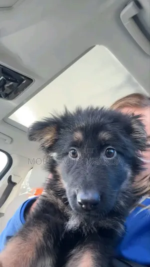 1-3 months Male Purebred German Shepherd